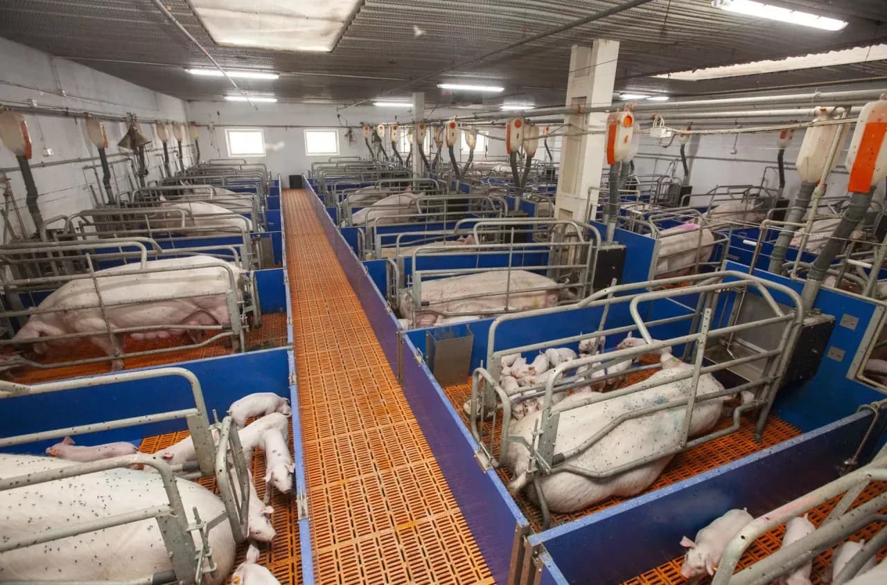 Karta lochy: klucz do efektywnego zarządzania hodowlą świń