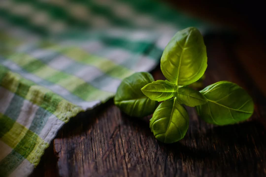 Jaki nawóz do bazylii? Odkryj najlepsze sposoby na zdrowy wzrost