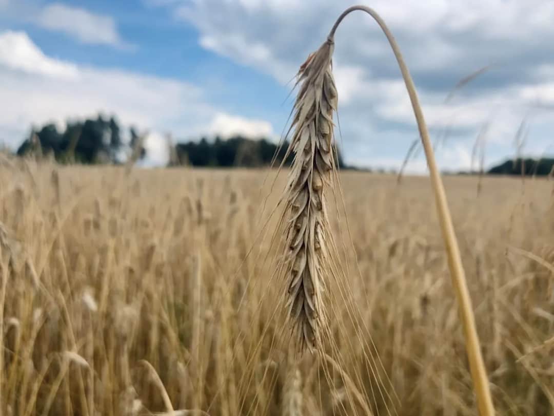 Jaki nawóz pod żyto ozime, aby uniknąć problemów z plonami?