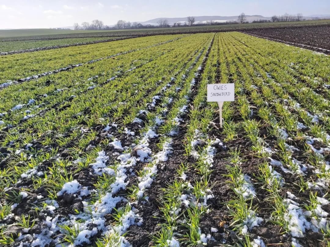 Ile ton owsa z hektara? Dowiedz się o wydajności uprawy