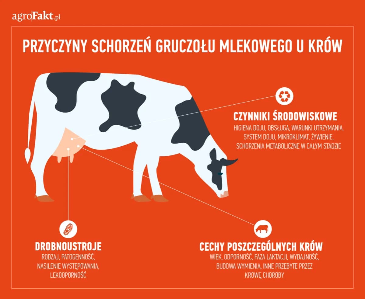 Mastitis - co to jest? Objawy i przyczyny zapalenia piersi