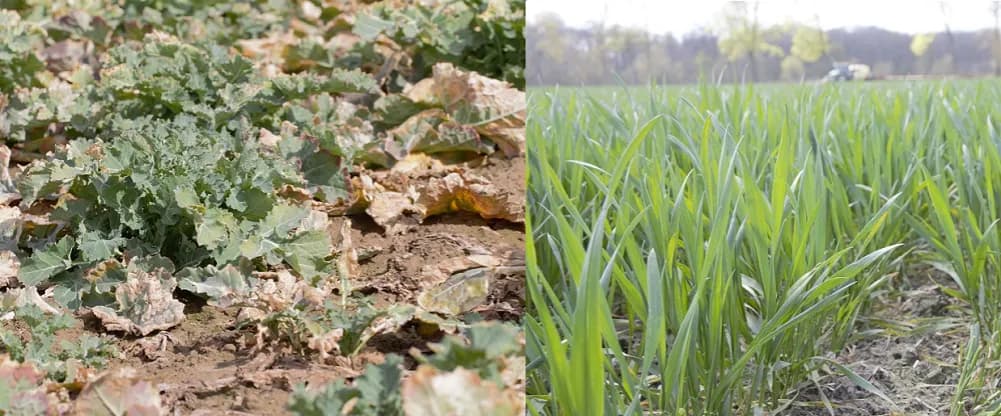 Czy rzepak to zboże? Odkryj zaskakujące różnice botaniczne