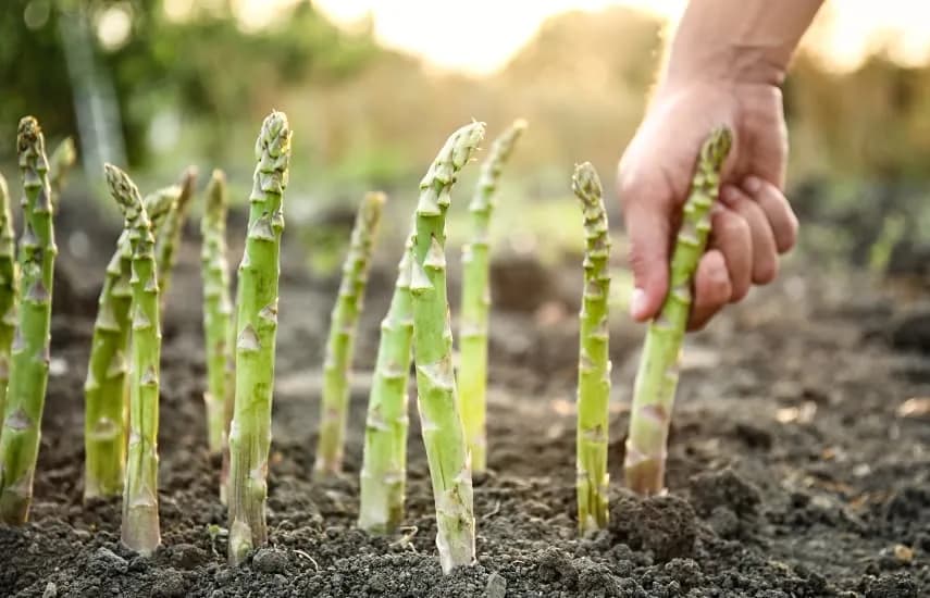 Jak rośnie szparag? Przewodnik po uprawie i pielęgnacji dla ogrodników