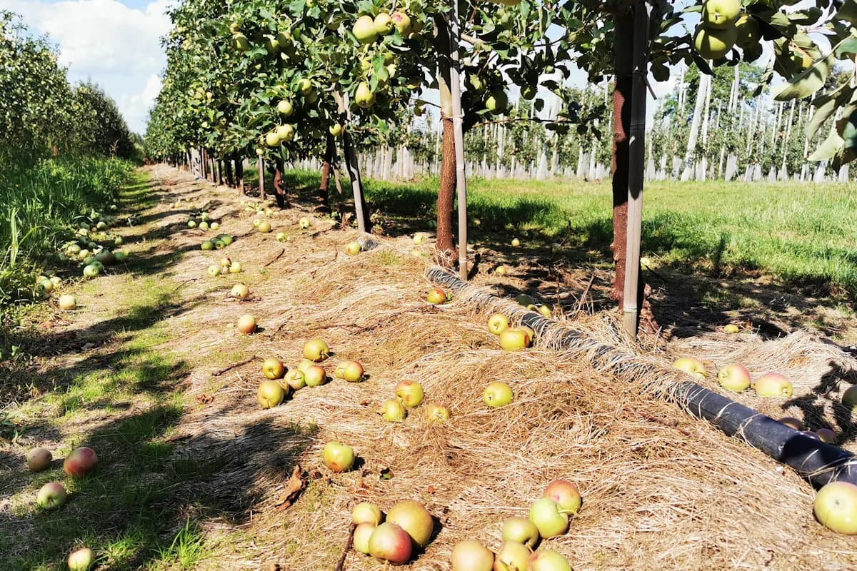 Przerzedzanie zawiązków owocowych: skuteczne metody i porady dla sadowników