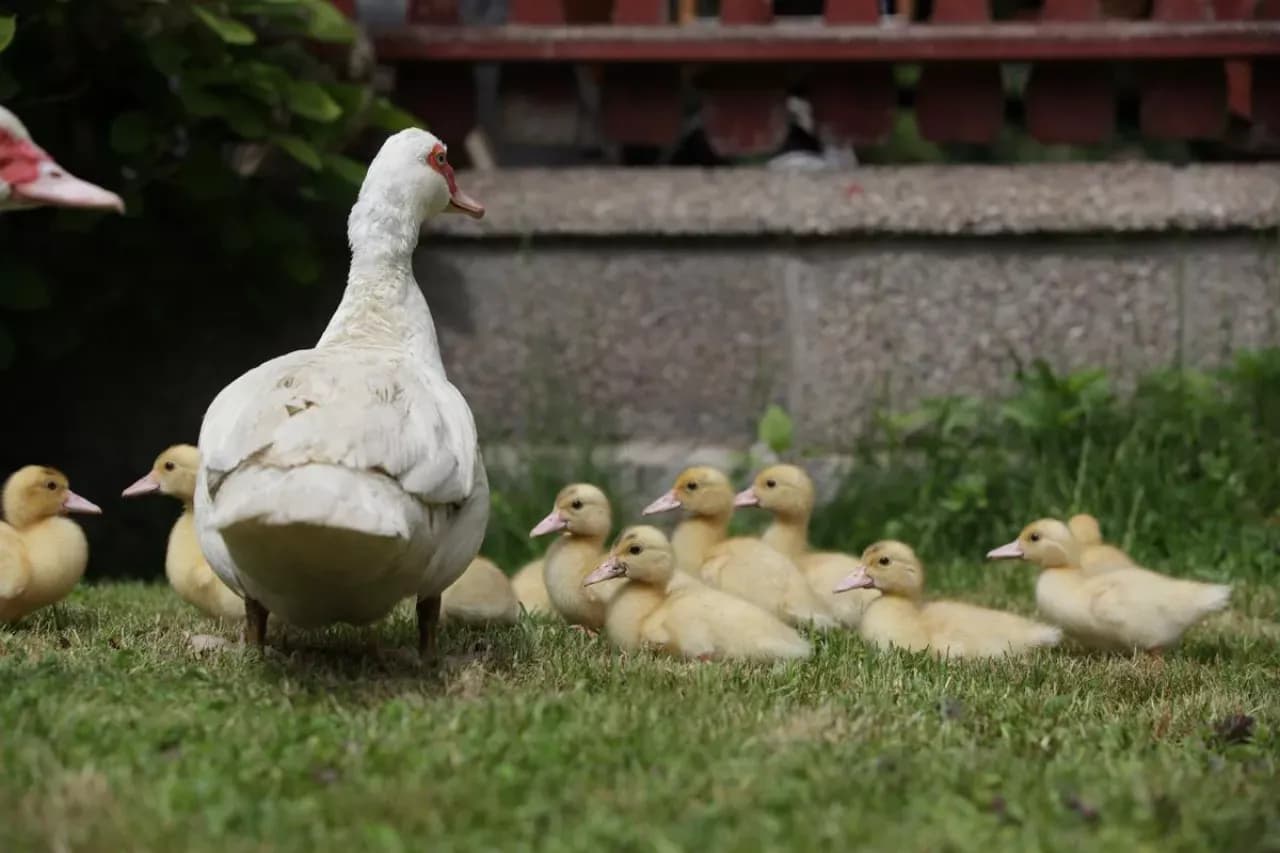 Ile kosztuje kaczka domowa? Poznaj aktualne ceny na rynku