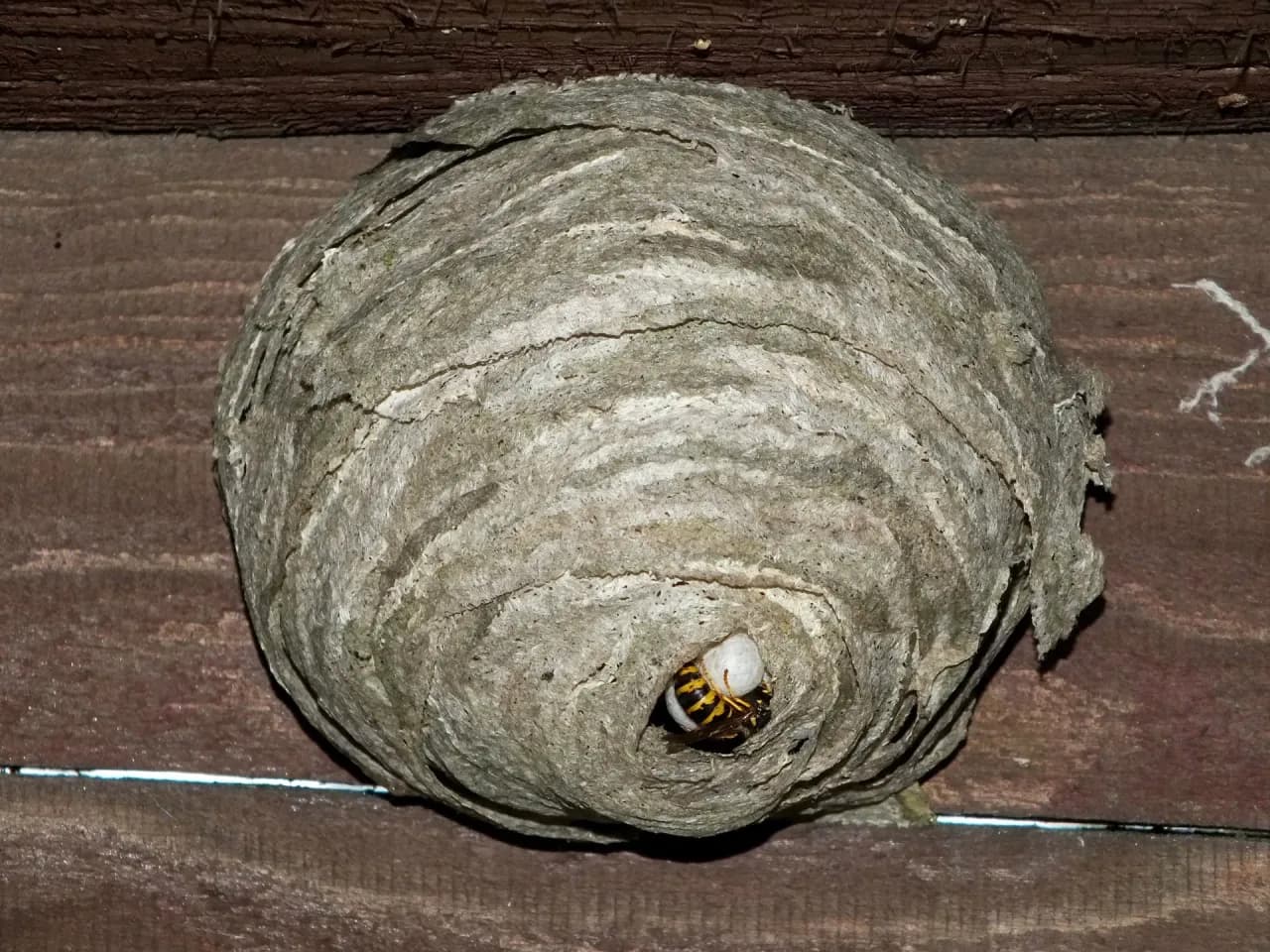 Jak wygląda gniazdo os? Opis, zdjęcia i informacje o budowie gniazd