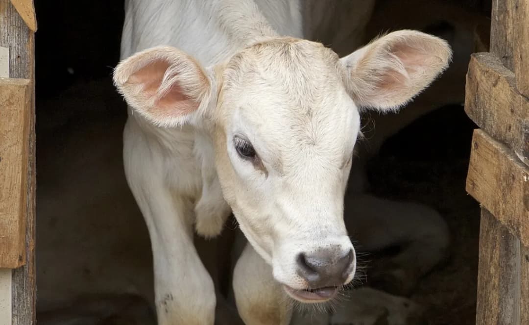 Karmienie cieląt mięsnych: klucz do zdrowego wzrostu i rozwoju