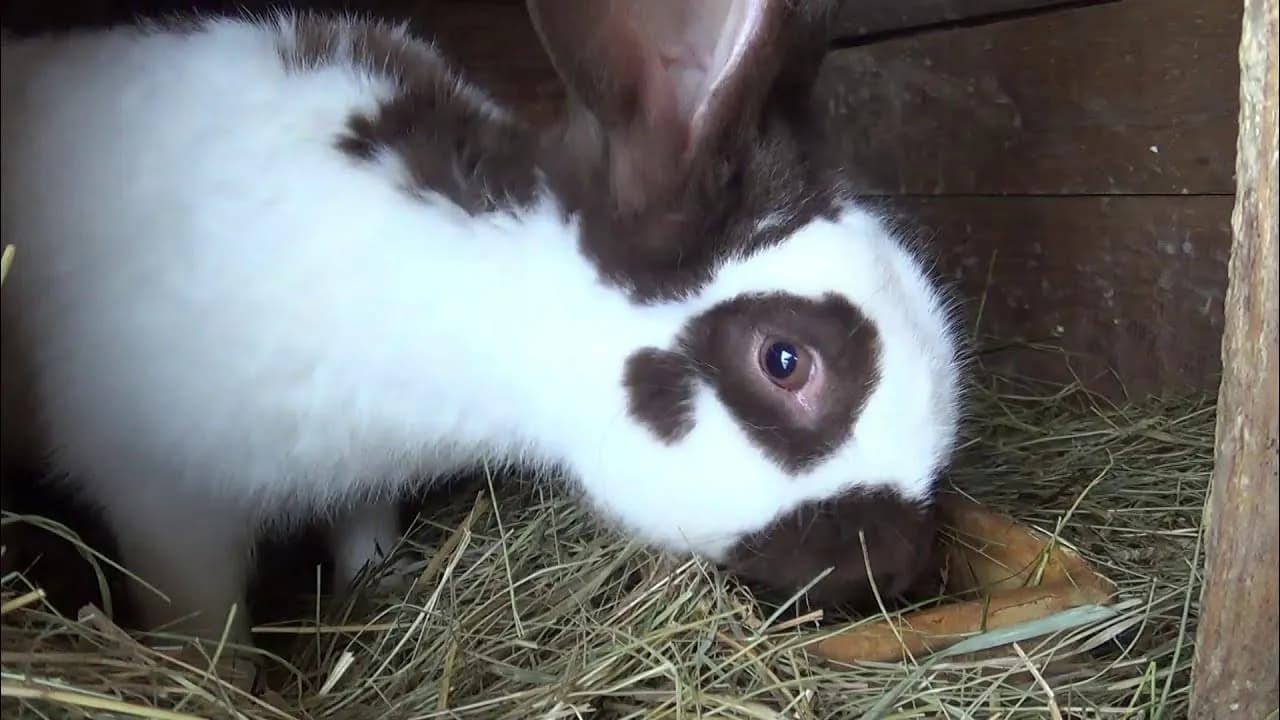 Srokacz Królik: Informacje o rasie, cechach i pielęgnacji srokacza