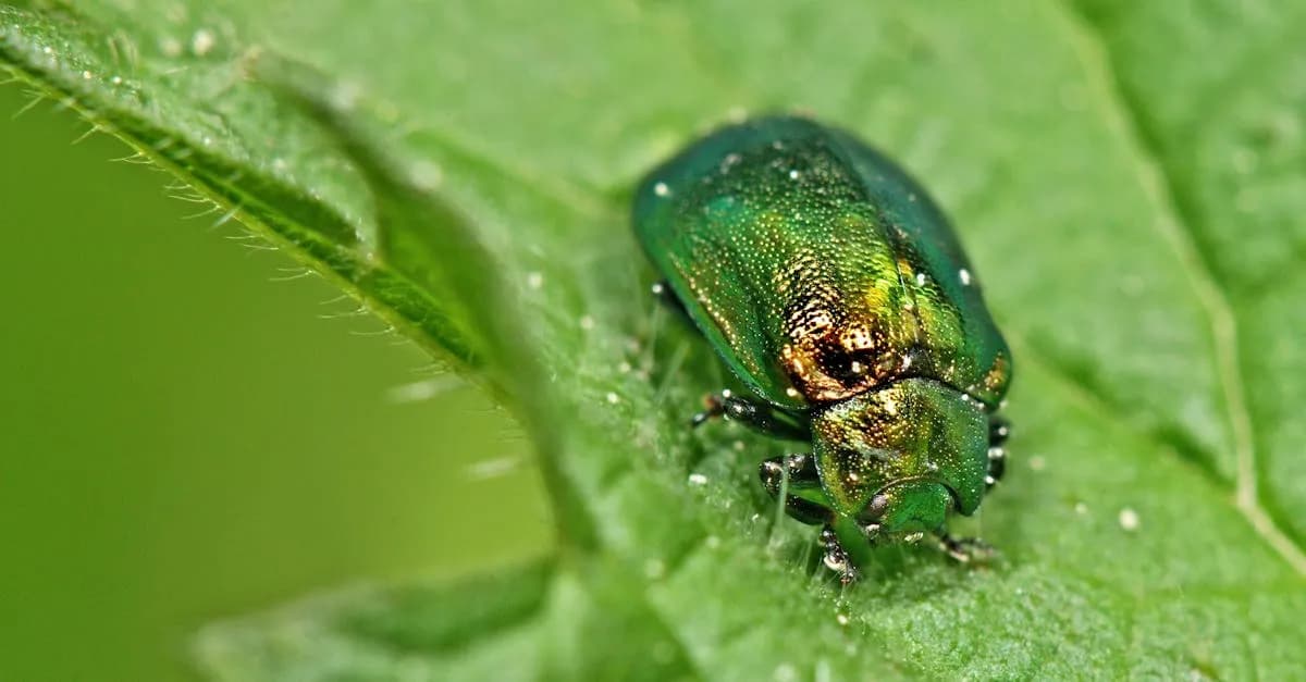 Plaga owadów: Jak skutecznie zwalczać i radzić sobie z problemem?