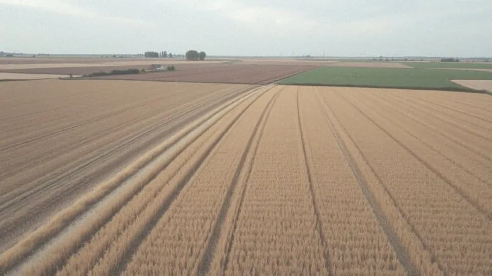 Jakie są aktualne dopłaty do ugoru? Co zmieniają nowe przepisy?