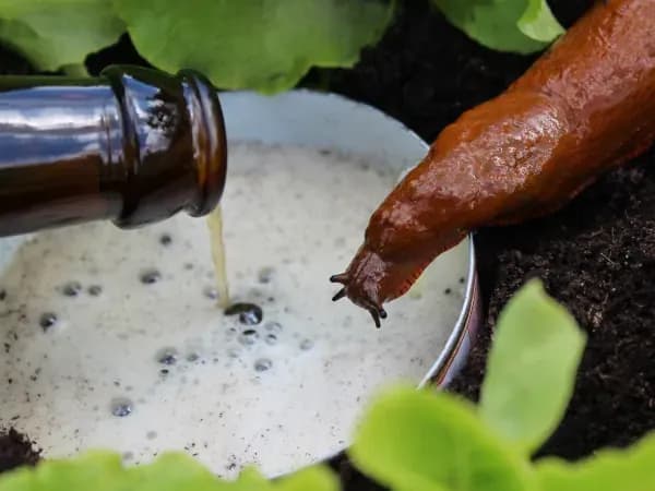 Skuteczne zwalczanie ślimaka pomrowika: 5 sprawdzonych sposobów ochrony roślin