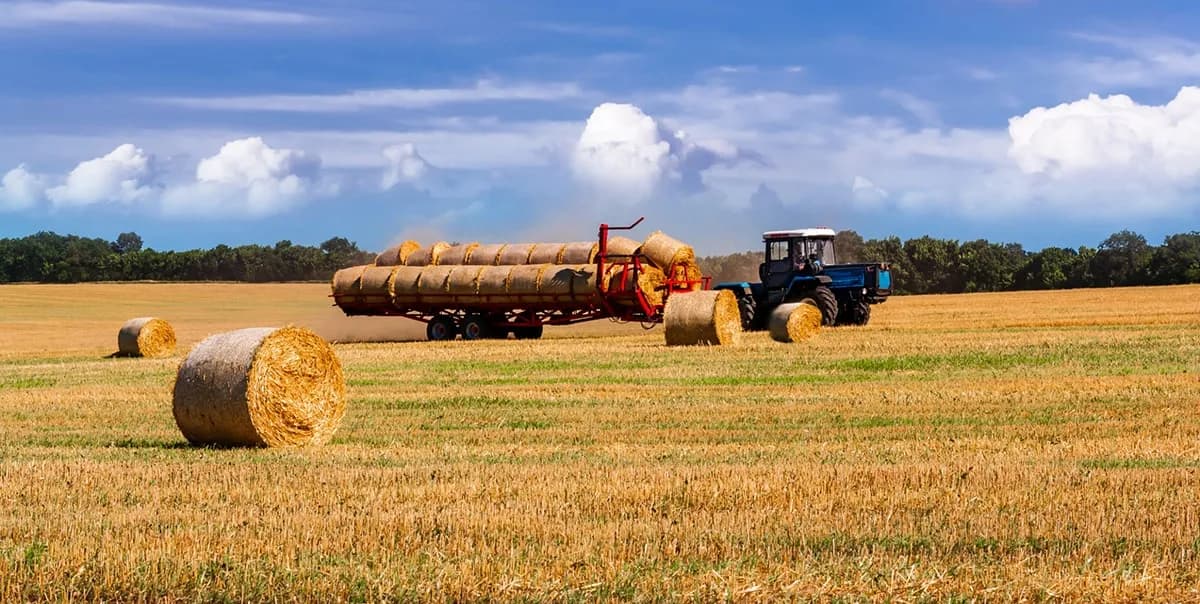 Rolnictwo w Australii: Najnowsze trendy i zmiany w sektorze rolniczym