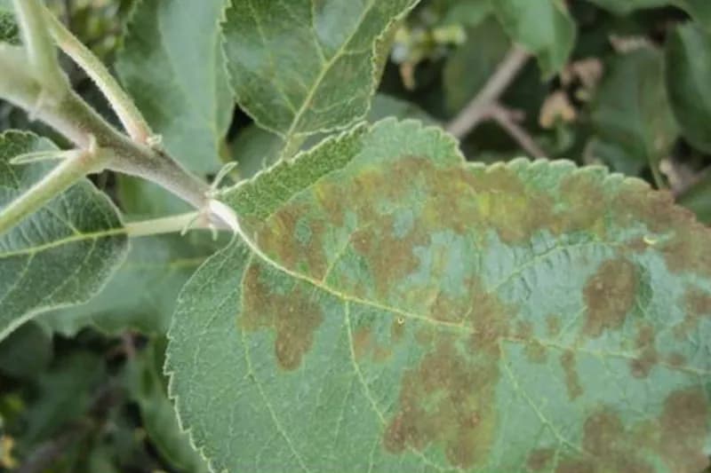 Parch jabłoni: objawy, przyczyny i skuteczne zwalczanie choroby