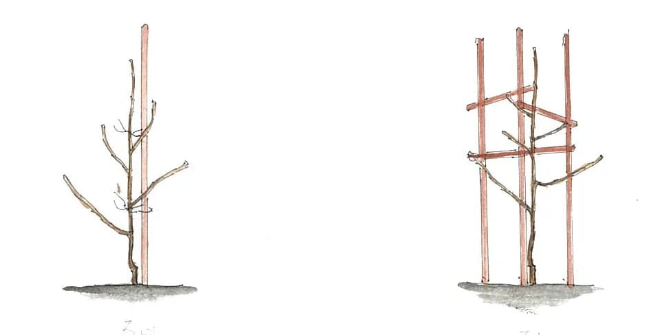 Jak pielęgnować młode drzewko jabłoni: klucz do bujnego sadu