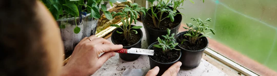 Jaki nawóz do sadzonek pomidorów, aby uniknąć błędów w uprawie?