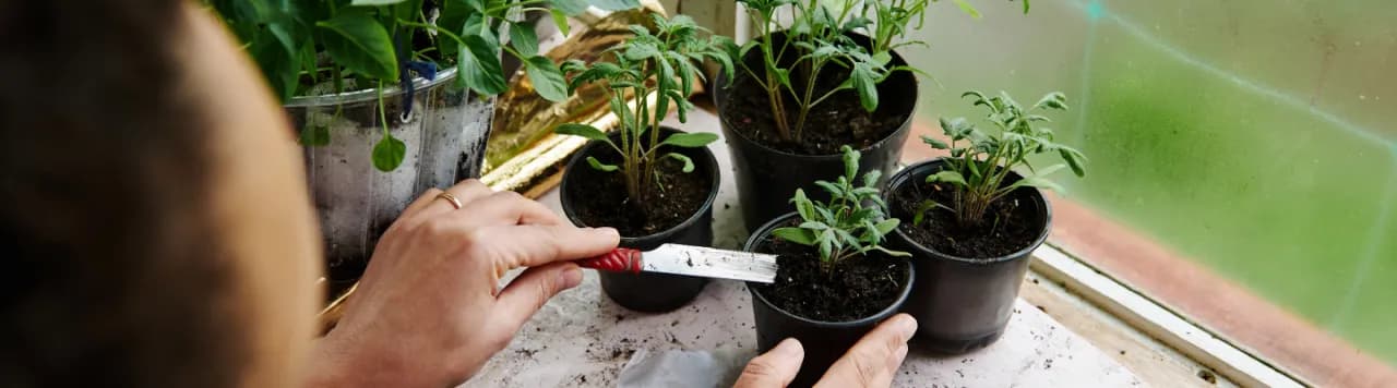 Jaki nawóz do sadzonek pomidorów, aby uniknąć błędów w uprawie?