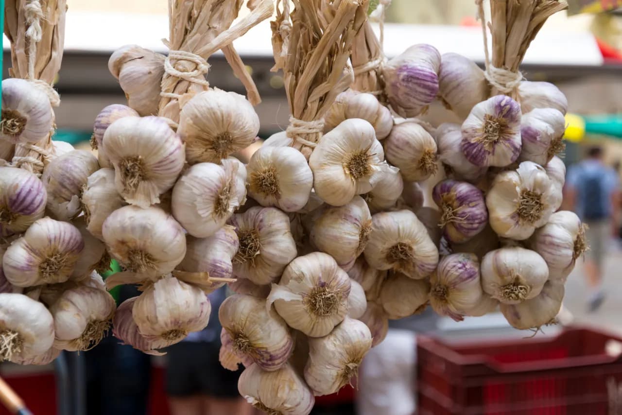 Jak suszyć czosnek? Sprawdzone metody i techniki przechowywania