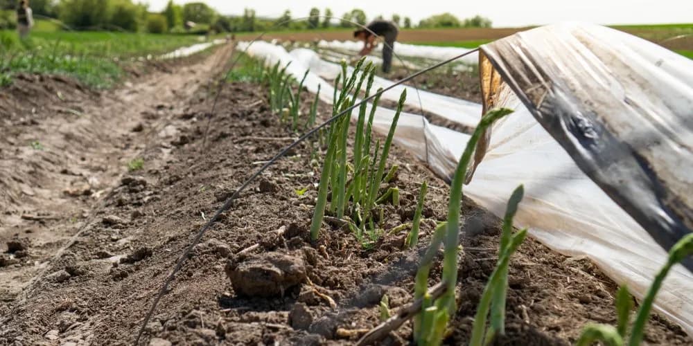 Szparagi w Niemczech: Sezonowość pracy i aktualne oferty zatrudnienia