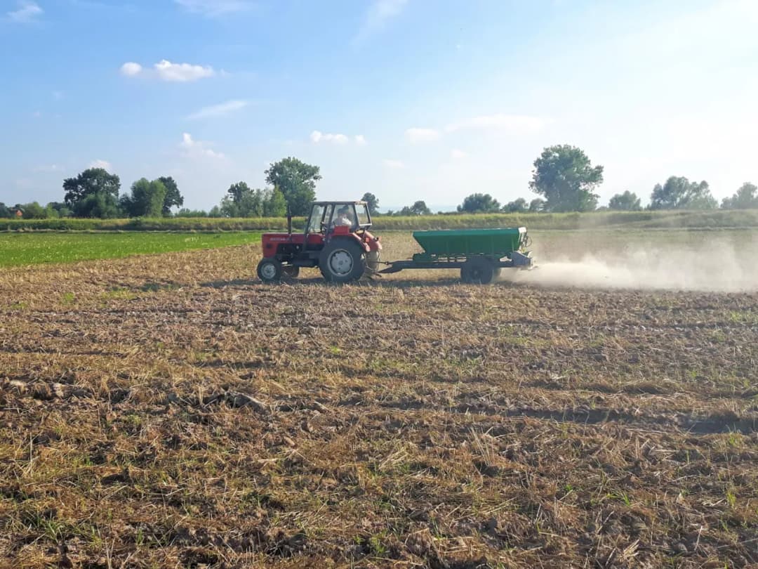 Czy można siać wapno na zboże? Unikaj szkód dla roślin