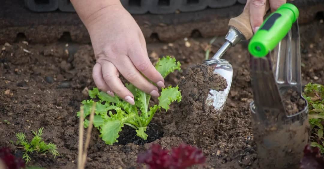 Jak głęboko sadzić pory? Praktyczne porady i techniki dla ogrodników