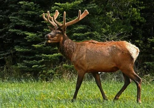 Choroba CWD u zwierząt: Fakty, objawy i porady dotyczące ochrony