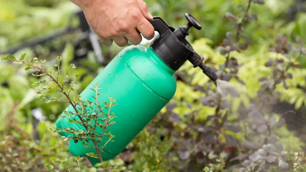 Opryskiwacz do wysokich drzew i roślin ogrodowych - jaki wybrać, by skutecznie chronić rośliny?