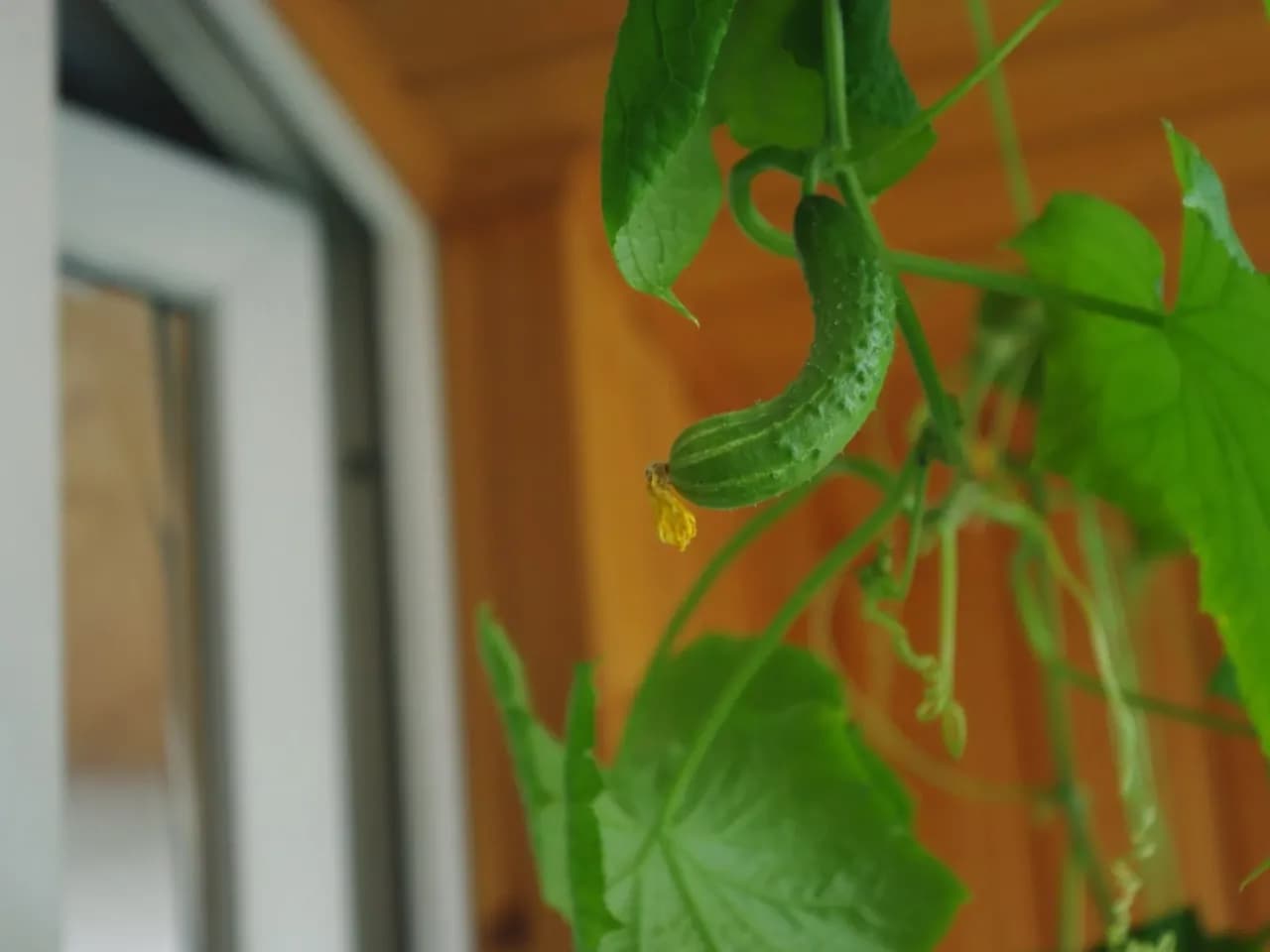 Jak uprawiać ogórki na balkonie - uniknij najczęstszych błędów