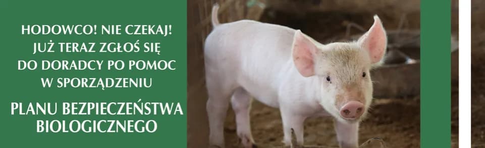 Plan bezpieczeństwa biologicznego: Ochrona hodowli świń krok po kroku
