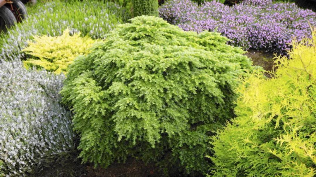 Ile nawozu sypać pod iglaki, aby uniknąć ich usychania?