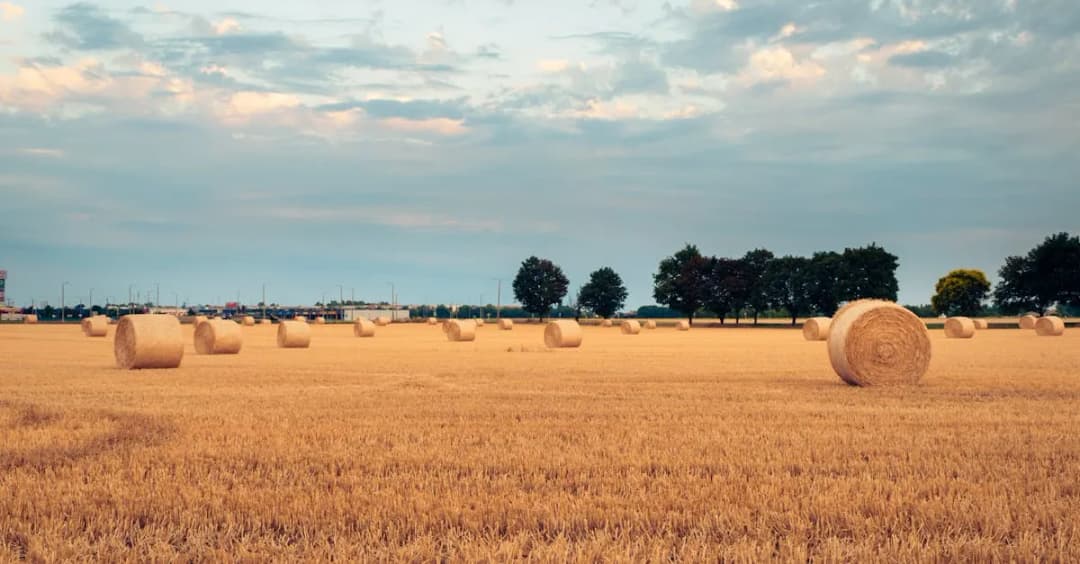 Jakie są najnowsze trendy w sprzedaży pszenicy? Analiza GUS