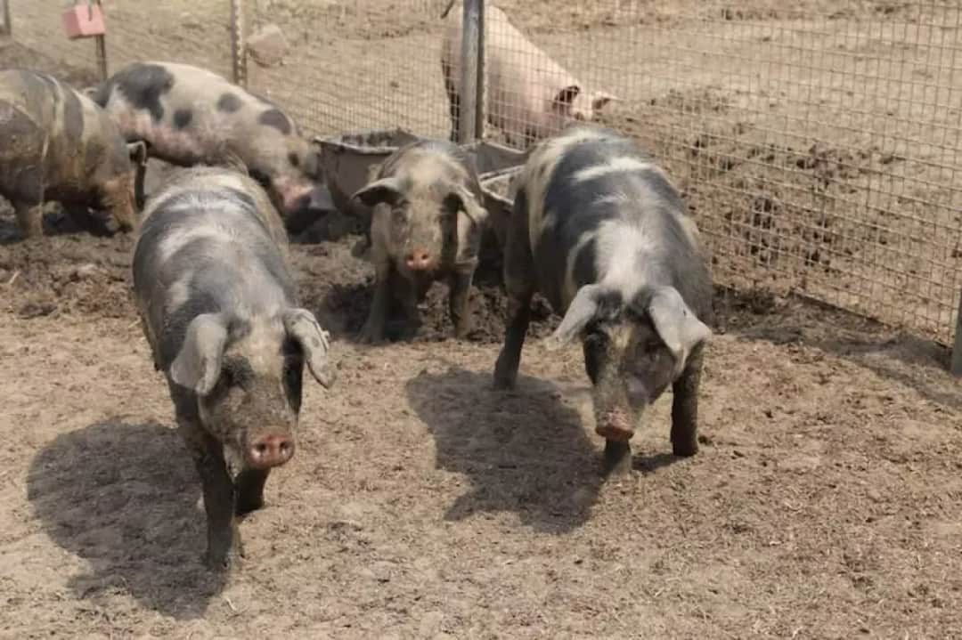Poznaj rodzime polskie rasy świń i ich unikalne cechy hodowlane