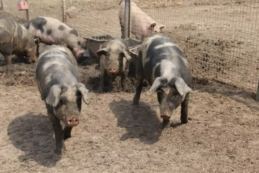 Poznaj rodzime polskie rasy świń i ich unikalne cechy hodowlane