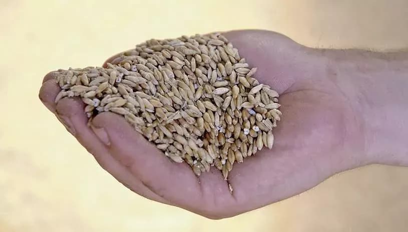 Skuteczne zwalczanie rozkruszka w zbożu - kompletny poradnik dla rolników