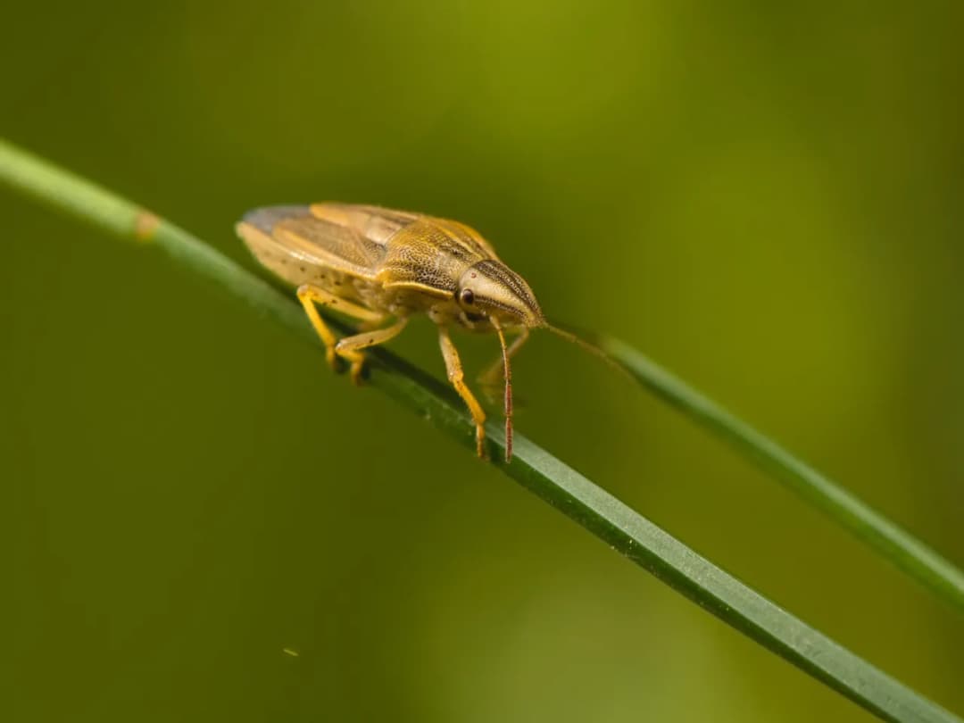 Szkodniki w zbożu: Skuteczne metody zwalczania i ochrony plonów