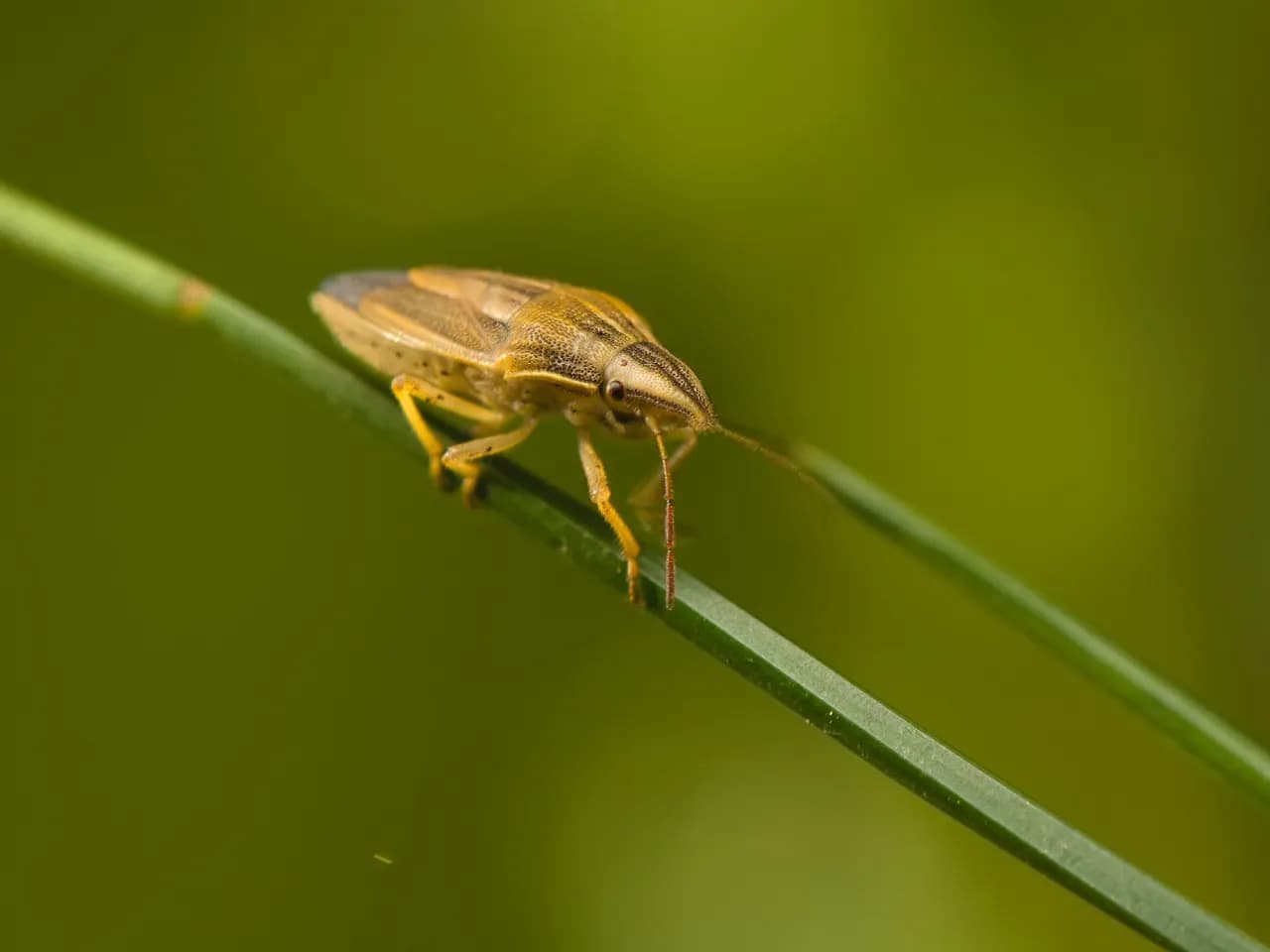 Szkodniki w zbożu: Skuteczne metody zwalczania i ochrony plonów