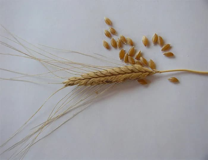 Samopsza - poznaj niezwykłe właściwości starożytnego superfoods z Polski