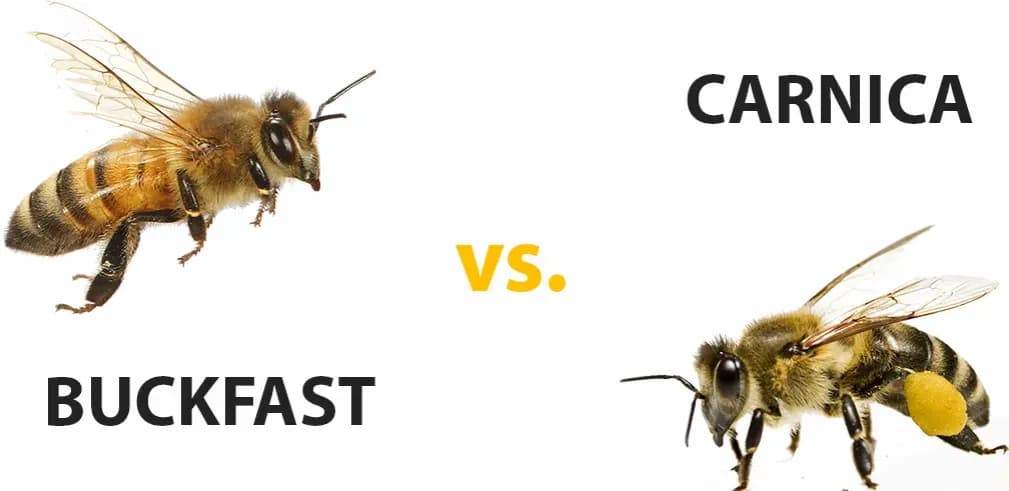 Agresywne rasy pszczół - poznaj ich cechy i sposoby radzenia sobie z nimi