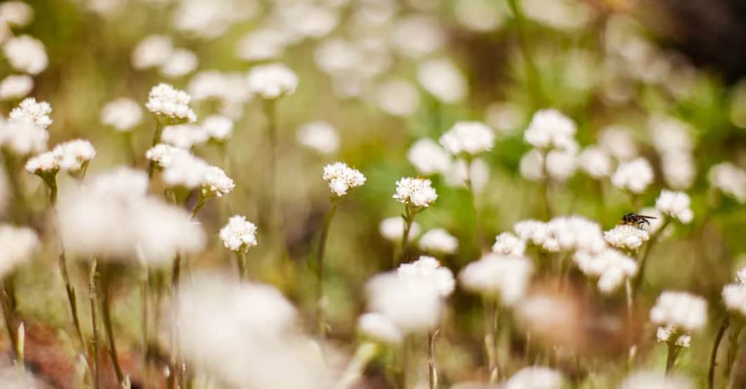 Seradela na OLX: Gdzie kupić seradelę i jakie są aktualne ceny?