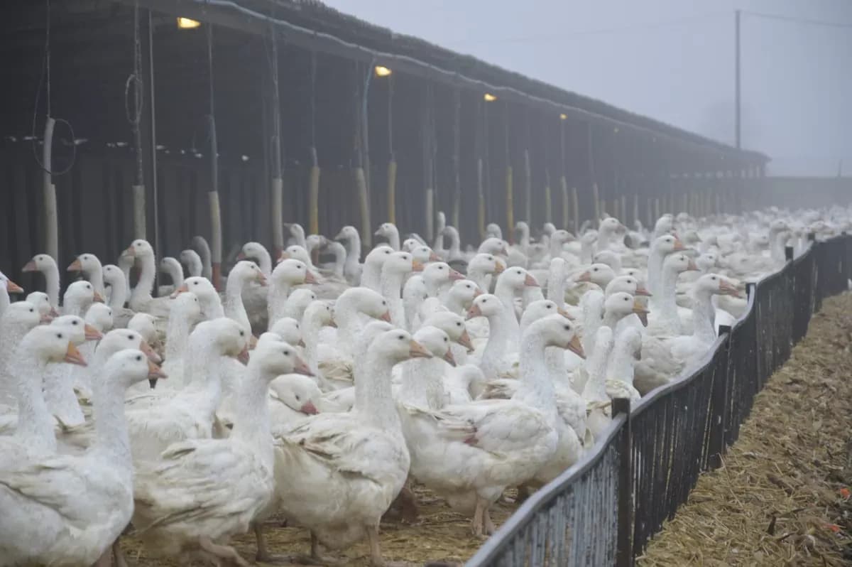 Hodowla gęsi niosek: Kluczowe zasady dla sukcesu gospodarstwa