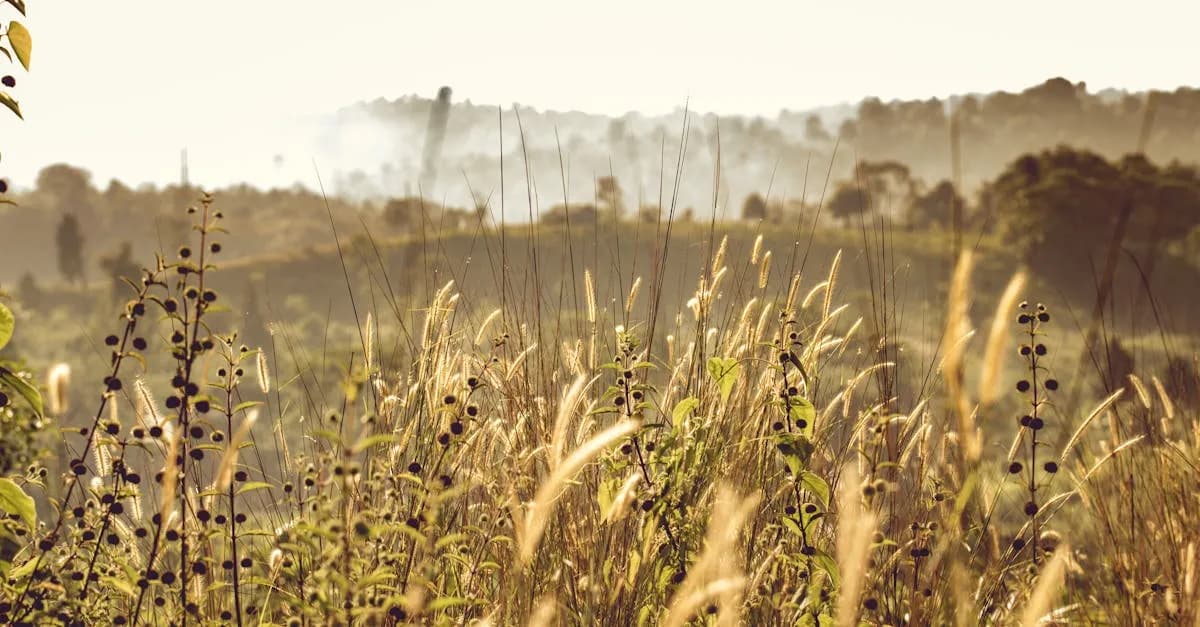 Gdzie znaleźć najnowsze informacje o cenach pszenicy? Poradnik