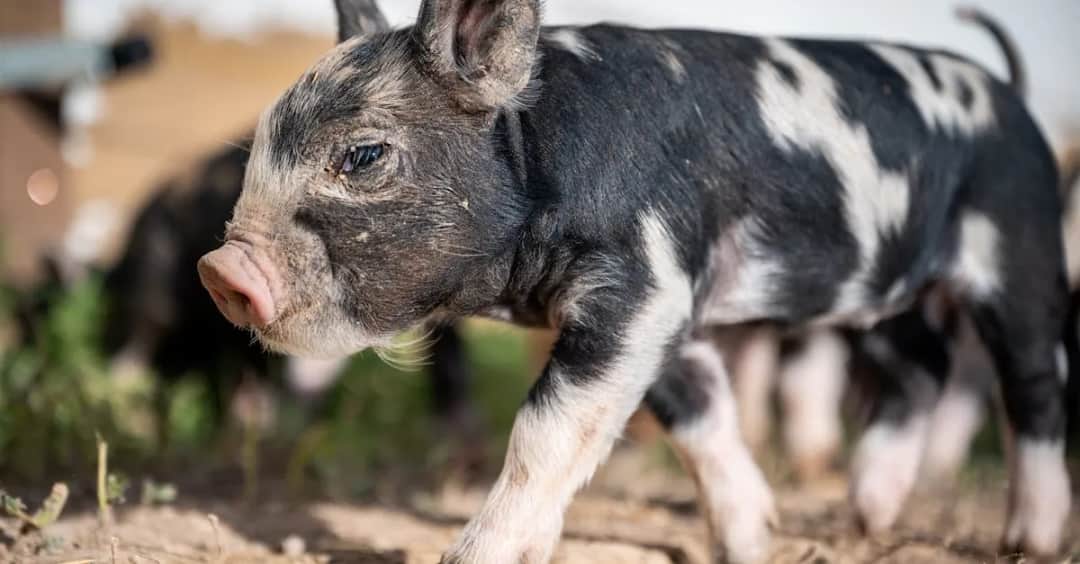 Rutka Tartak: Oferta i usługi gminy Rutka Tartak – co warto wiedzieć?