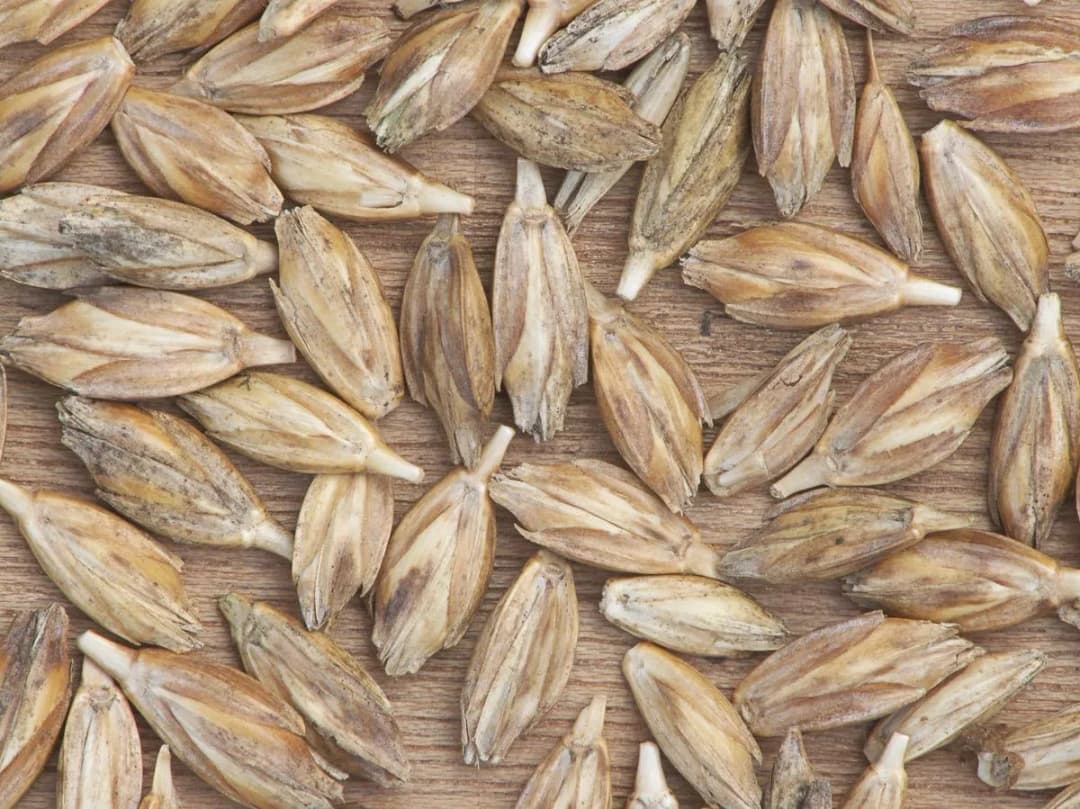 Płaskurka: Zdrowa Alternatywa dla Pszenicy - Właściwości i Użycie