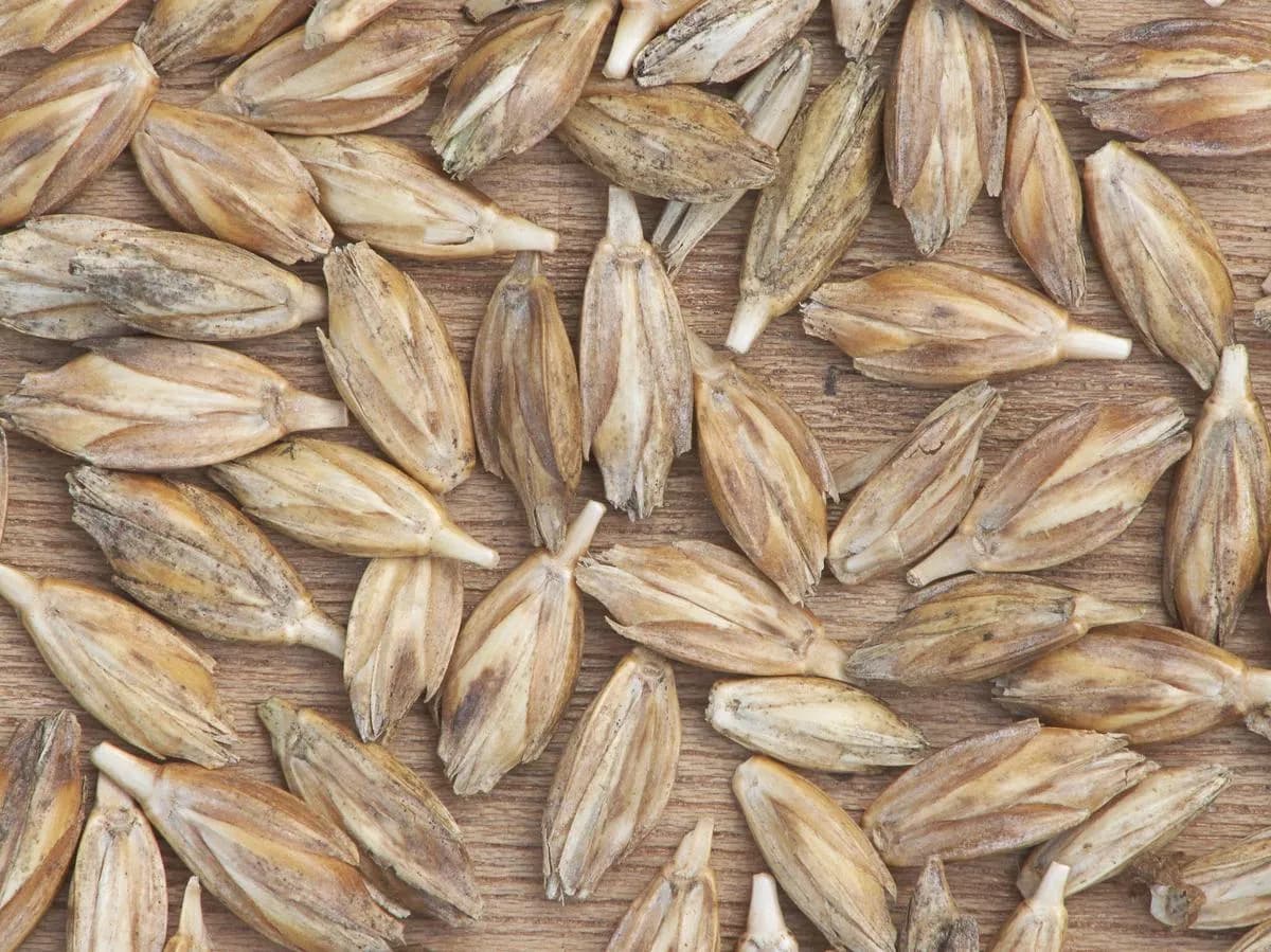 Płaskurka: Zdrowa Alternatywa dla Pszenicy - Właściwości i Użycie