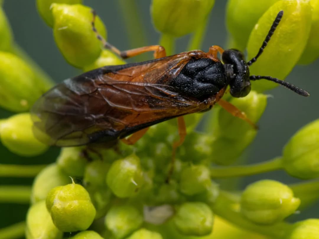 Skuteczne metody zwalczania gnatarza rzepakowca w uprawach