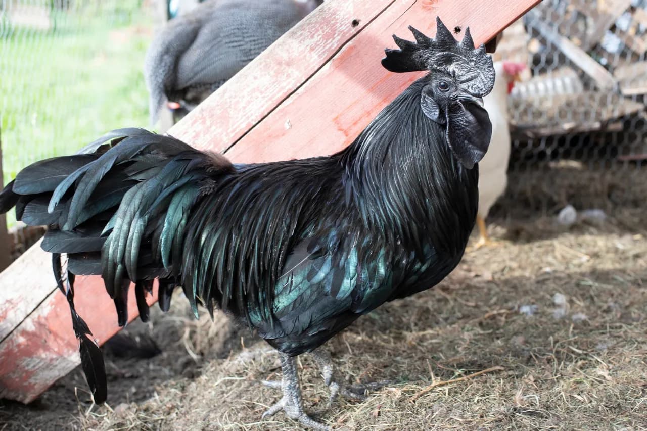 Najpopularniejsze rasy kur w Polsce: wszystko, co musisz wiedzieć