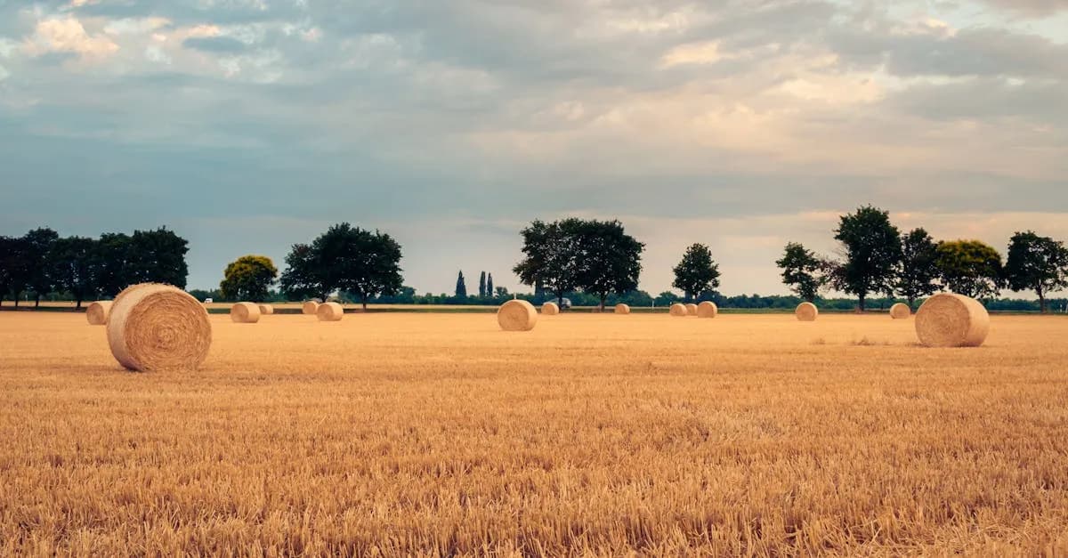 Jakie są najnowsze informacje o cenach ziemi rolnej? Sprawdź teraz