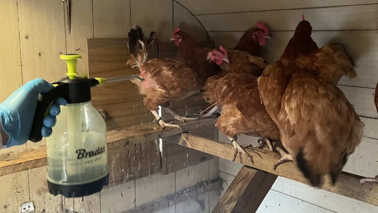 Pchły w kurniku: Jak skutecznie zwalczać i eliminować te szkodniki?