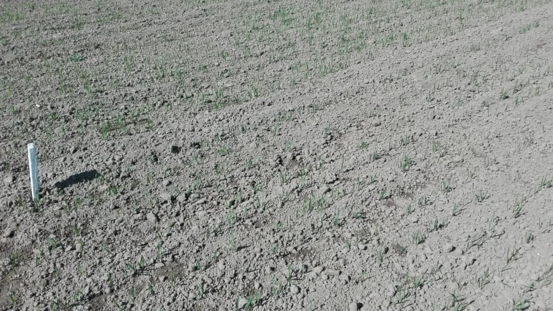 Jaki nawóz pod siew pszenicy jarej, aby uniknąć problemów z plonami?