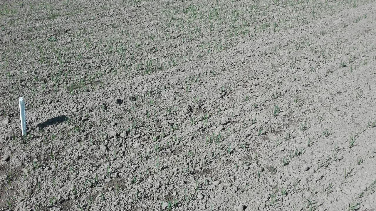 Jaki nawóz pod siew pszenicy jarej, aby uniknąć problemów z plonami?