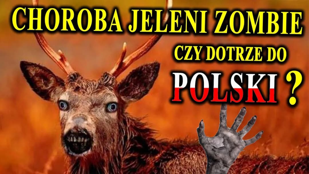 Zombie sarny: Co to jest, jakie są przyczyny i jak radzić sobie z problemem?